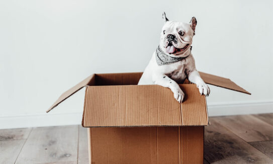 vermist pakket hond doos