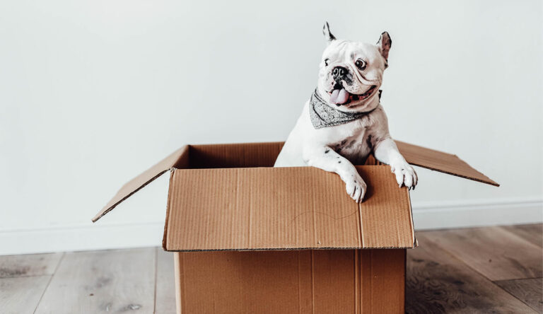 vermist pakket hond doos